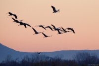 6359435151536-grues2cmarais-du-vigueirat