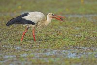 63b6a03a76417-cigogne-blancheimg3881