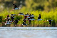 645e42435334e-echasse-blancheamv