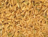 riz03