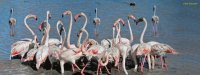1425803262-flamants