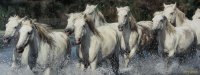 1425804157-chevaux