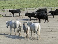 58a2e3583961f-camargue-003
