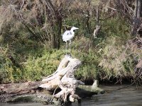 139110758452ea9e00e6822bateau-camargue-croisiere-02