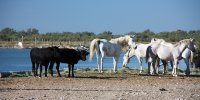 139110759352ea9e098b74ebateau-camargue-croisiere-03
