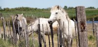 139041197552e000c77bdf4layalle-chevaux-01