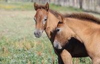 139041222852e001c49a204layalle-chevaux-02