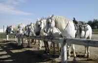 139041222852e001c4af232layalle-chevaux-03