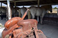 147688943858078b5e128b1mas-sylvereal-equestre-03