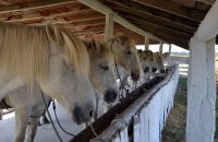 147688943858078b5ea01a3mas-sylvereal-equestre-02
