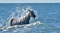 66d820fb8ac05-farola-photo-cheval-mer-01