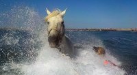 66d82100f0e46-farola-photo-cheval-mer-02