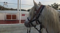 1466768683576d1d2bcbac9espelly-chevaux-01