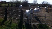 1466768684576d1d2cb71adespelly-chevaux-03