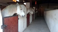 1466768686576d1d2e97ed0espelly-chevaux-02