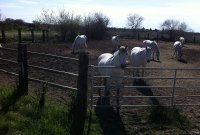 146737930557766e69e7de7paddock
