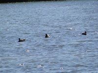 5900a618727cd-dsc03286