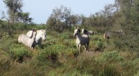 5a3797b2f09a1-chevaux-libert-01