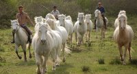 5a3797c68d992-accamper-chevaux