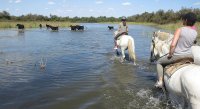 5a3797c6e36a9-balade-cheval-eau