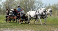 5a3797c72042d-promenade-caleche