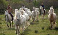 5a54dabdc4631-accamper-les-chevaux-3