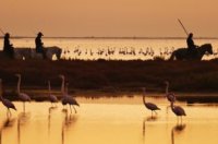 Plongez dans l’âme sauvage du sud en découvrant les manades