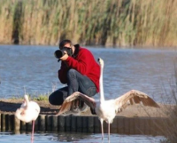 Peut-on approcher les flamants roses ? - Flamants roses en Camargue Peut-on approcher les flamants roses ? - Flamants roses en Camargue