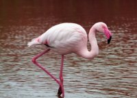 Flamants roses en Camargue : où et quand les observer ? Flamants roses en Camargue : où et quand les observer ?
