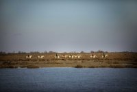 Nos conseils pour une balade à cheval réussie en Camargue Nos conseils pour une balade à cheval réussie en Camargue