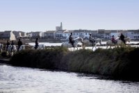 Nos conseils pour une balade à cheval réussie en Camargue Nos conseils pour une balade à cheval réussie en Camargue