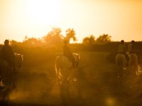 Nos conseils pour une balade à cheval réussie en Camargue Nos conseils pour une balade à cheval réussie en Camargue