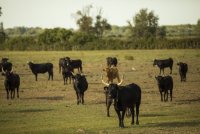 Plongez dans l’âme sauvage du sud en découvrant les manades Plongez dans l’âme sauvage du sud en découvrant les manades