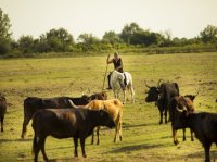 Plongez dans l’âme sauvage du sud en découvrant les manades Plongez dans l’âme sauvage du sud en découvrant les manades