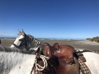 Nos conseils pour une balade à cheval réussie en Camargue Nos conseils pour une balade à cheval réussie en Camargue