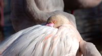 Flamants roses en Camargue : où et quand les observer ? Flamants roses en Camargue : où et quand les observer ?