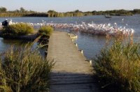 Parc Ornithologique Pont De Gau