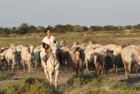 Plongez dans l’âme sauvage du sud en découvrant les manades Plongez dans l’âme sauvage du sud en découvrant les manades