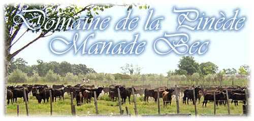 Domaine de la Pinède - Manade BEC